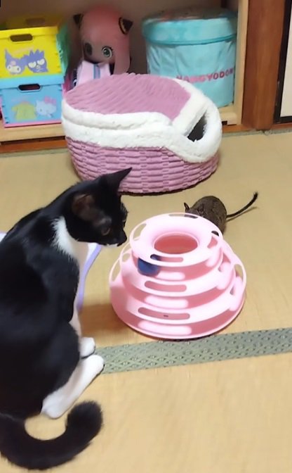 おもちゃを囲む猫とデグー