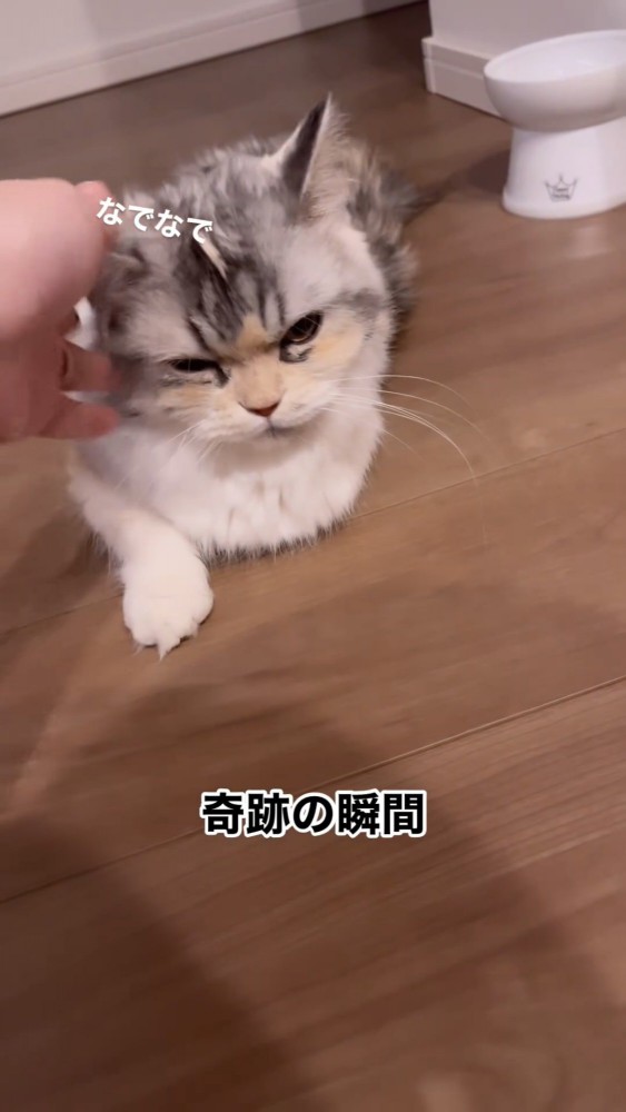 撫でられる猫