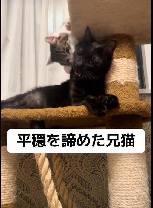 大人の猫にじゃれついている子猫