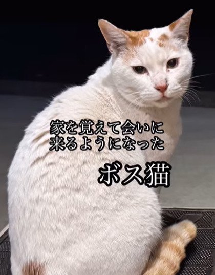 振り向いている猫