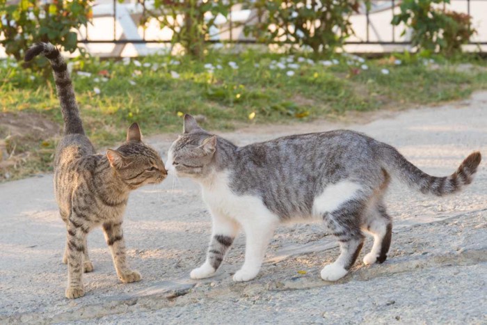 鼻チューする2匹の猫