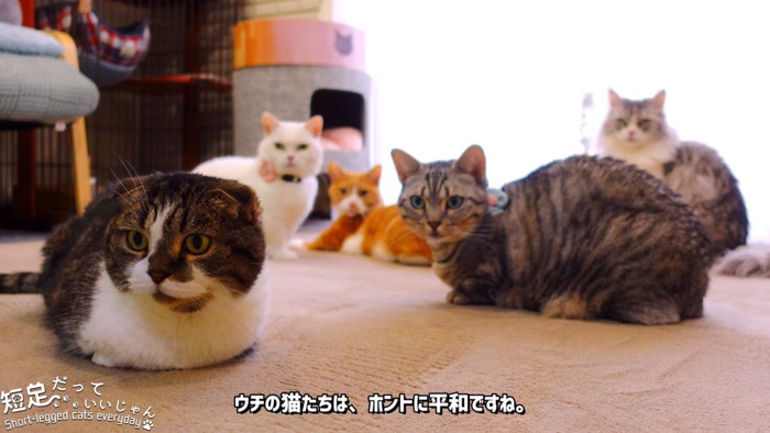 カメラの方を見る猫たち