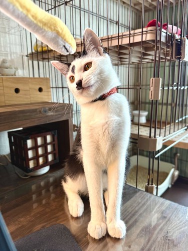 足がすらりとした猫
