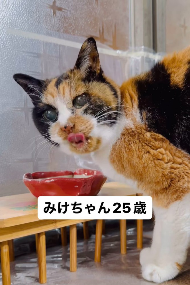 口をなめる猫