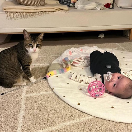 カメラ目線の猫