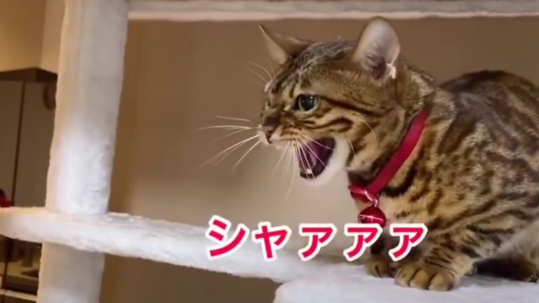 威嚇している猫