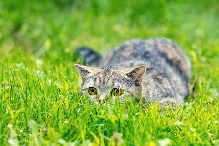 草に隠れる猫
