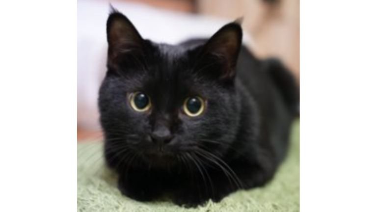 室内にいる猫