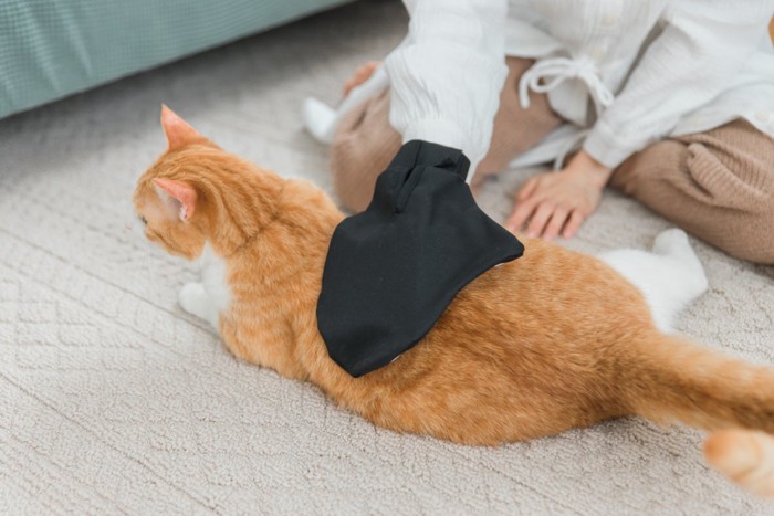 グローブで抜け毛を取る飼い主