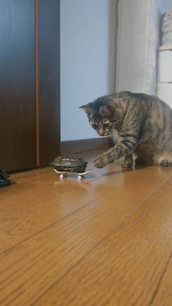 スケボーに乗ったカメを触る猫