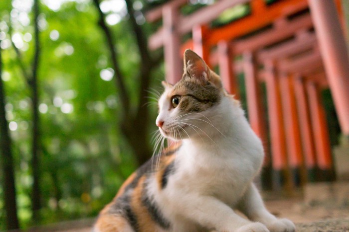 鳥居と三毛猫