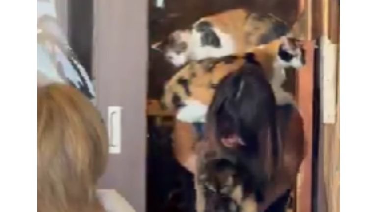 女性と猫