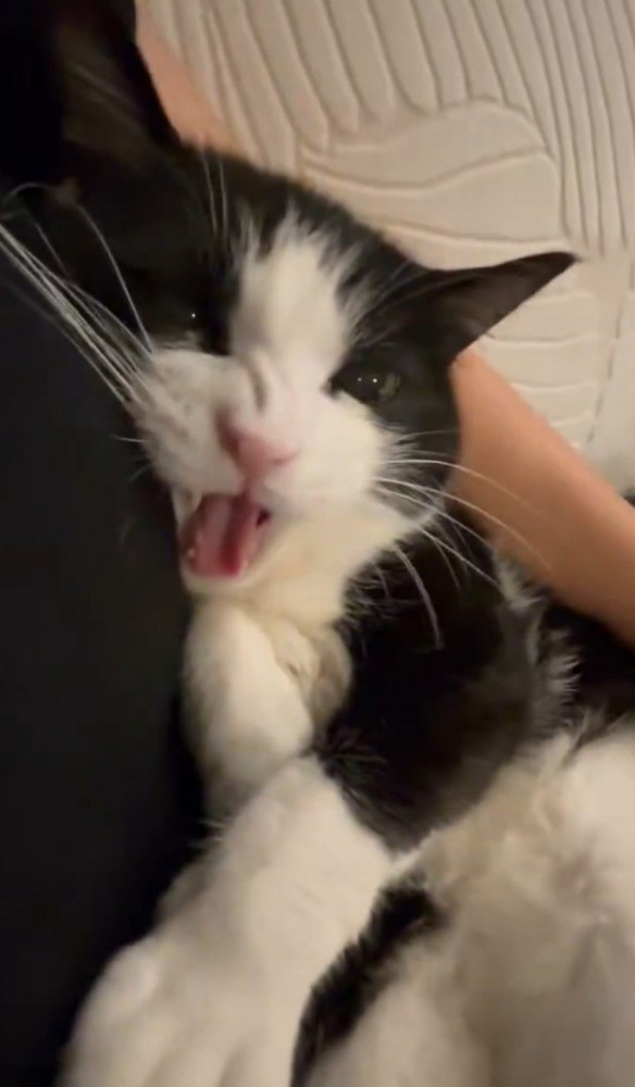 怒って鳴く猫