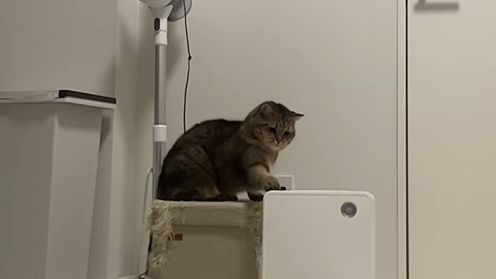 右手でヒーターに猫パンチ