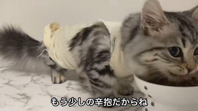 キャットフードを食べる猫