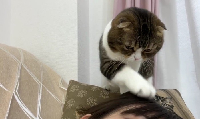 人の頭をひっかく動作をする猫