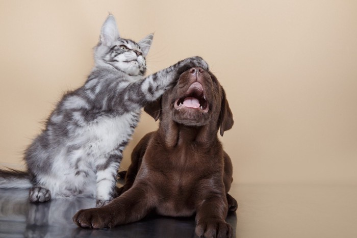 犬と猫