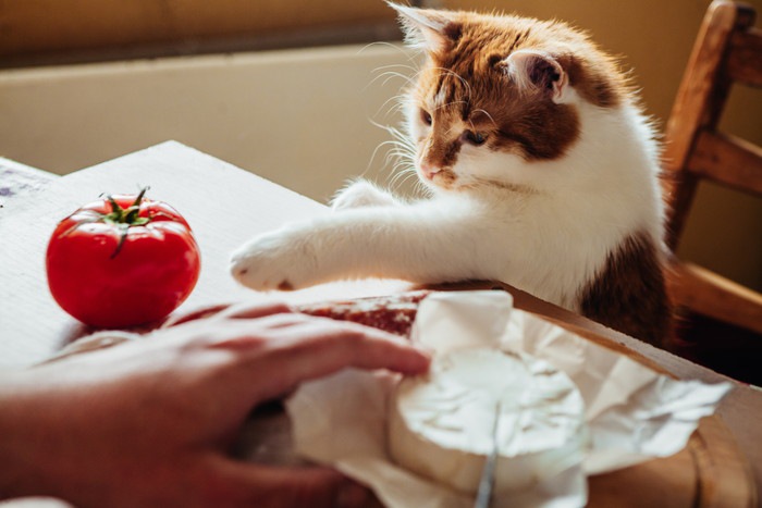 テーブルで遊ぶ猫