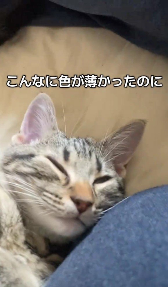 薄目を開けるアルフォンスくん