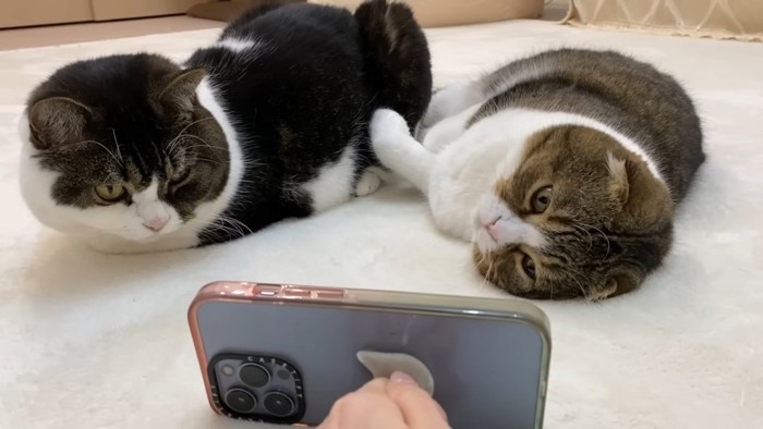 スマホの前にいる2匹の猫