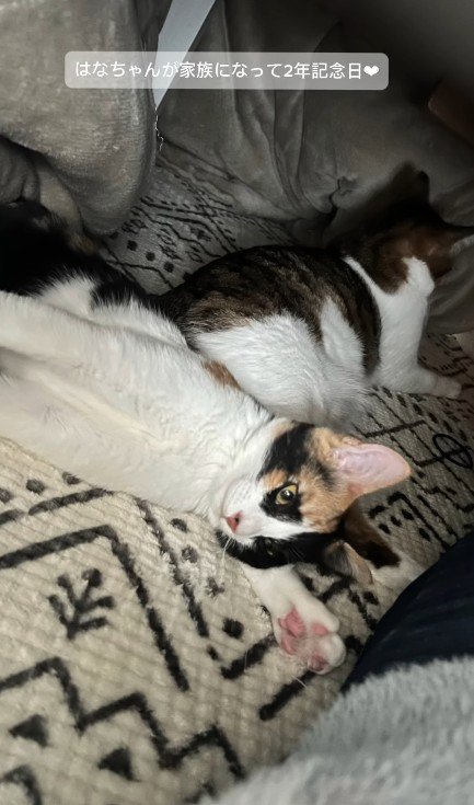 横になる猫