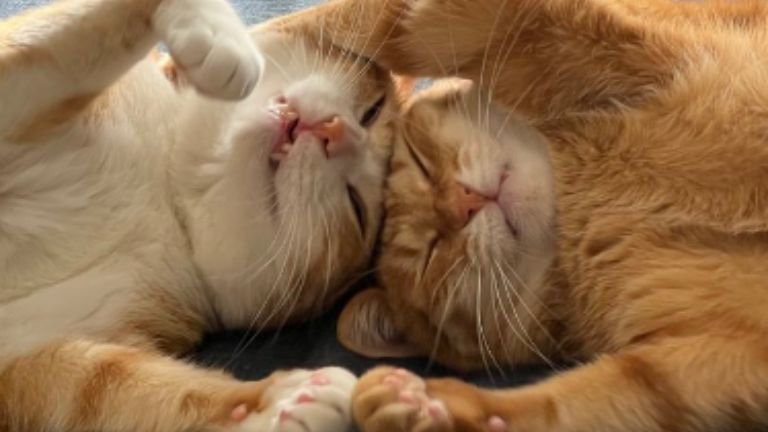 寝ている猫たち