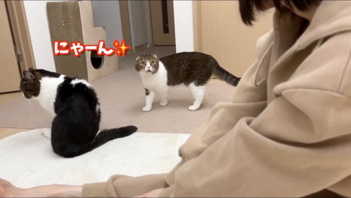 体を起こして、垂れ耳の猫を見つめる女性