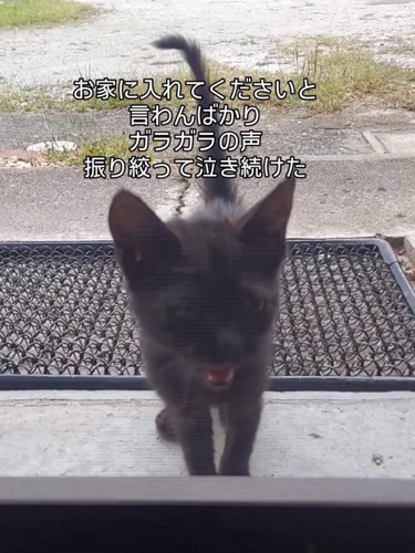 鳴いている子猫