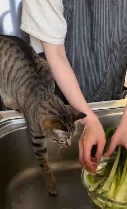 野菜を洗う人間と野菜がほしくて近づく猫