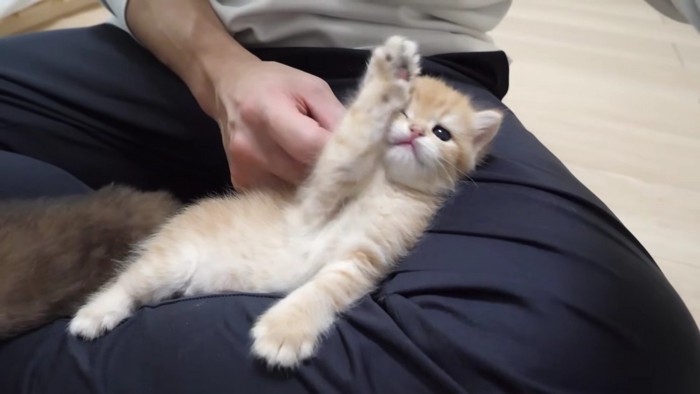 飼い主さんに撫でられて気持ちよさそう
