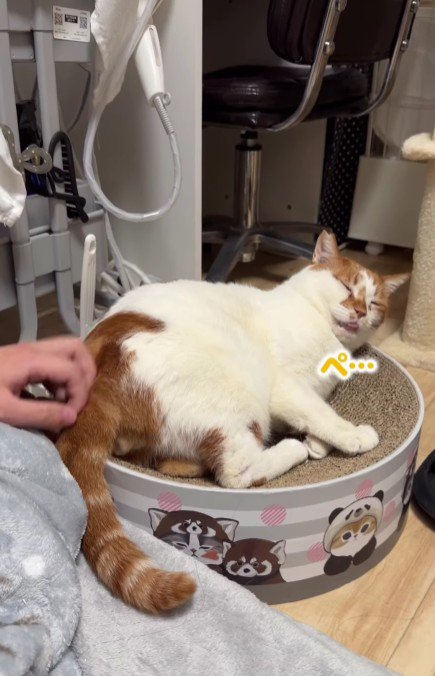 リラックスしている猫