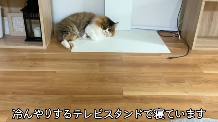 部屋の隅で横になる猫