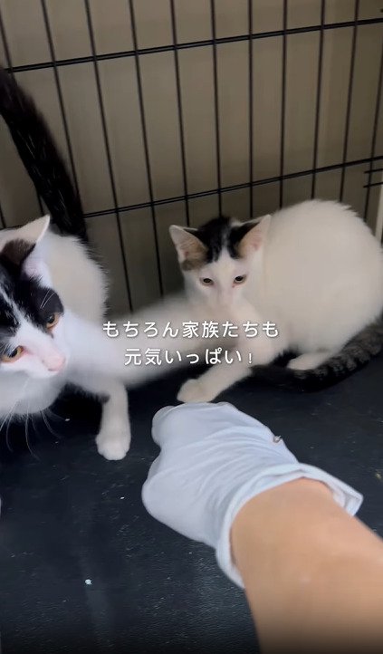 人の手を見る2匹の子猫