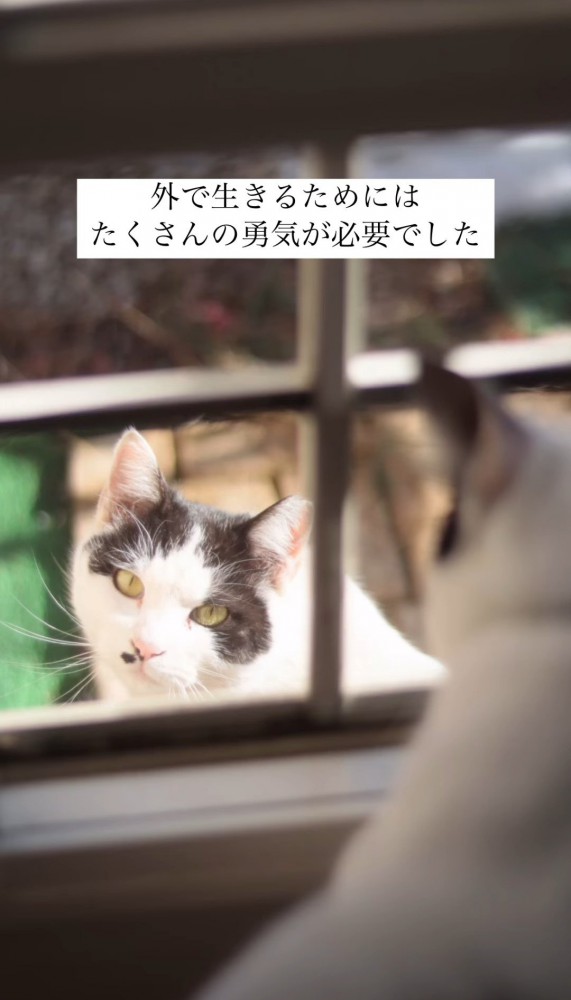 ガラス越しの猫