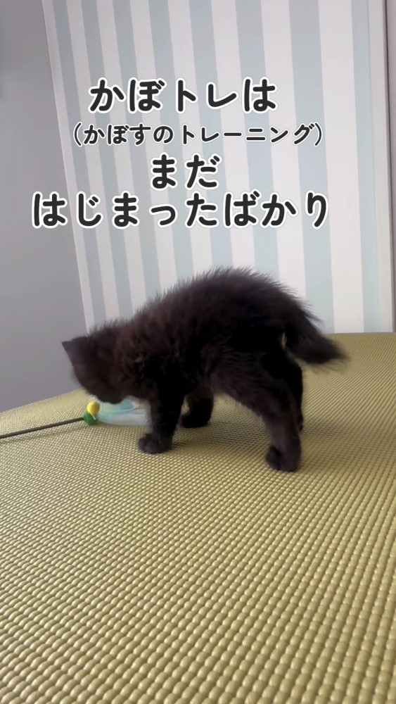 おもちゃで遊ぶ黒猫