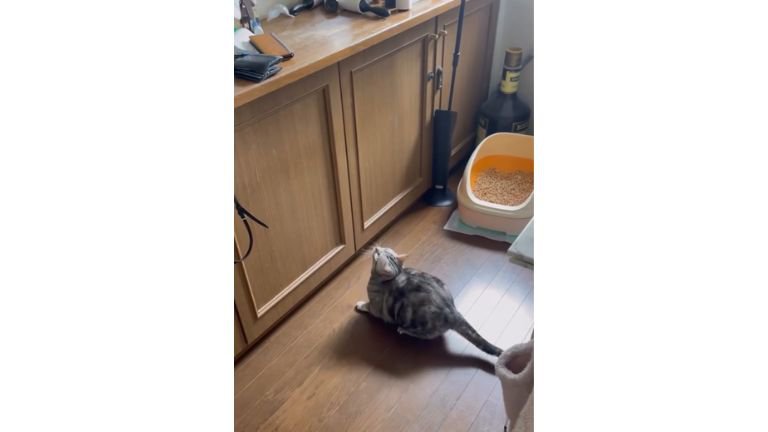 棚の前にいる猫