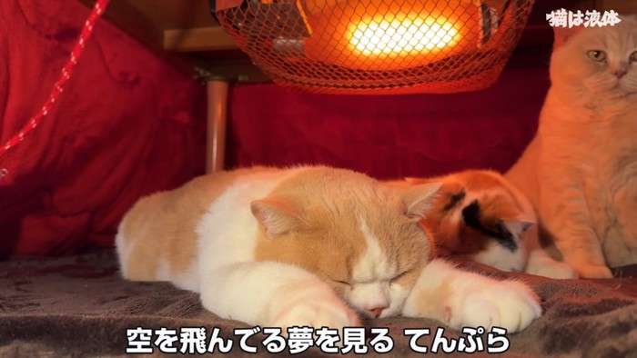 前足を伸ばして寝る猫