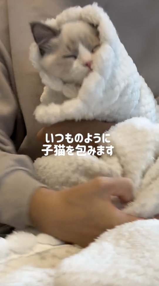 毛布に包まれる猫