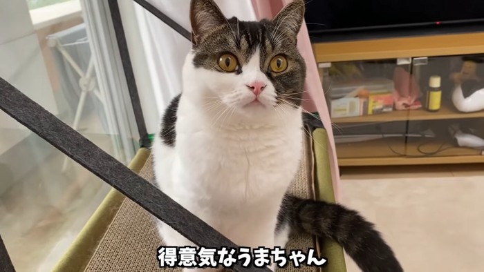 座る猫