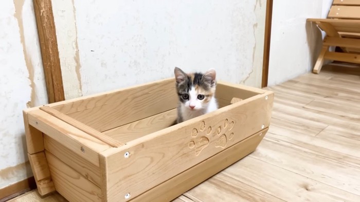 入れ物に入る三毛ちゃん