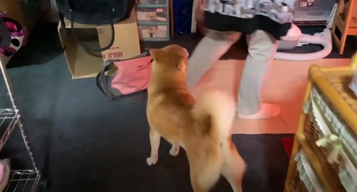 柴犬