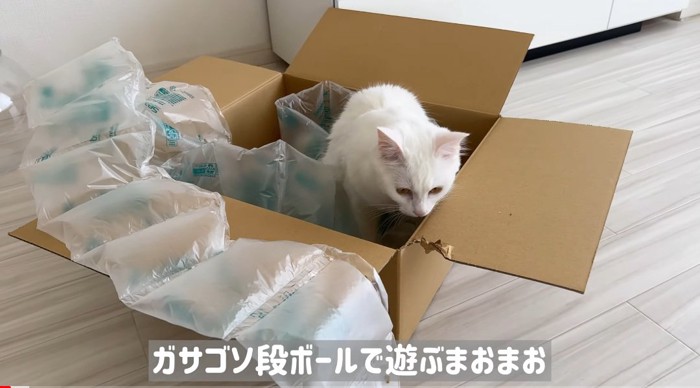 段ボールに入る猫