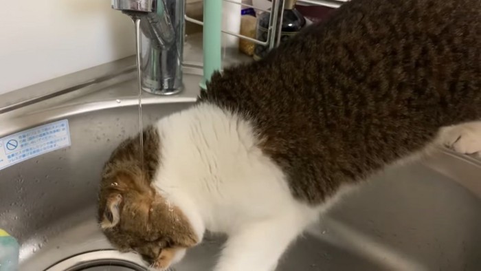 水に打たれる猫