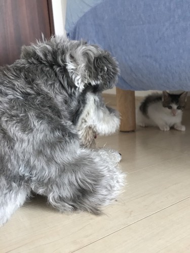 犬と猫