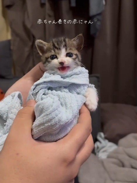 鳴く子猫