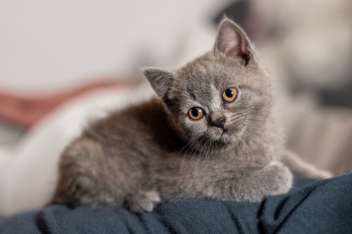 首をかしげる子猫