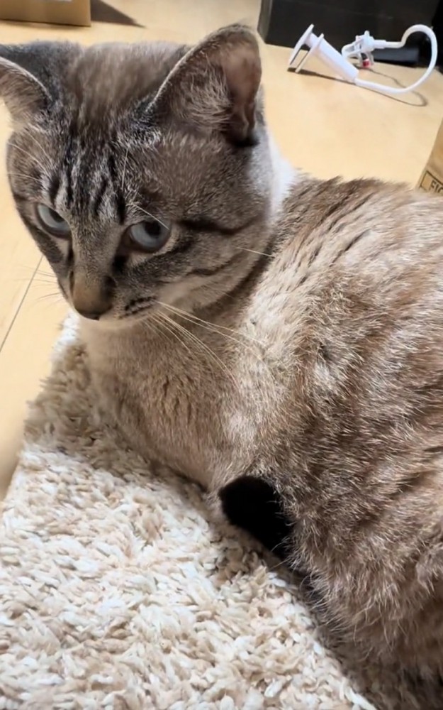 勢いよく振り返る猫