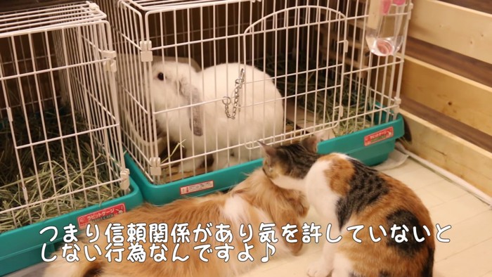 毛づくろい中の猫とウサギの後ろ姿