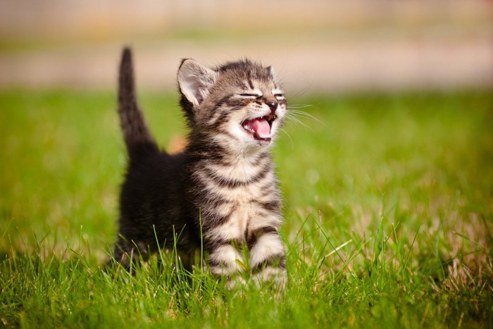 草の上で目を細めて鳴く子猫