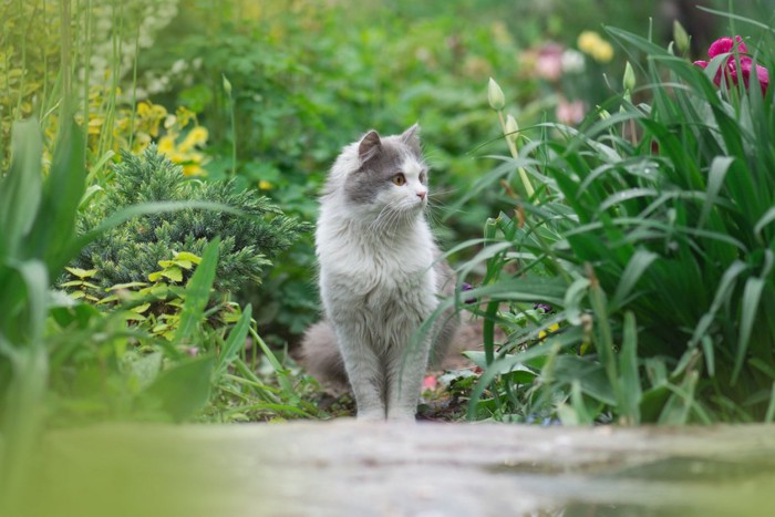 外にいる猫